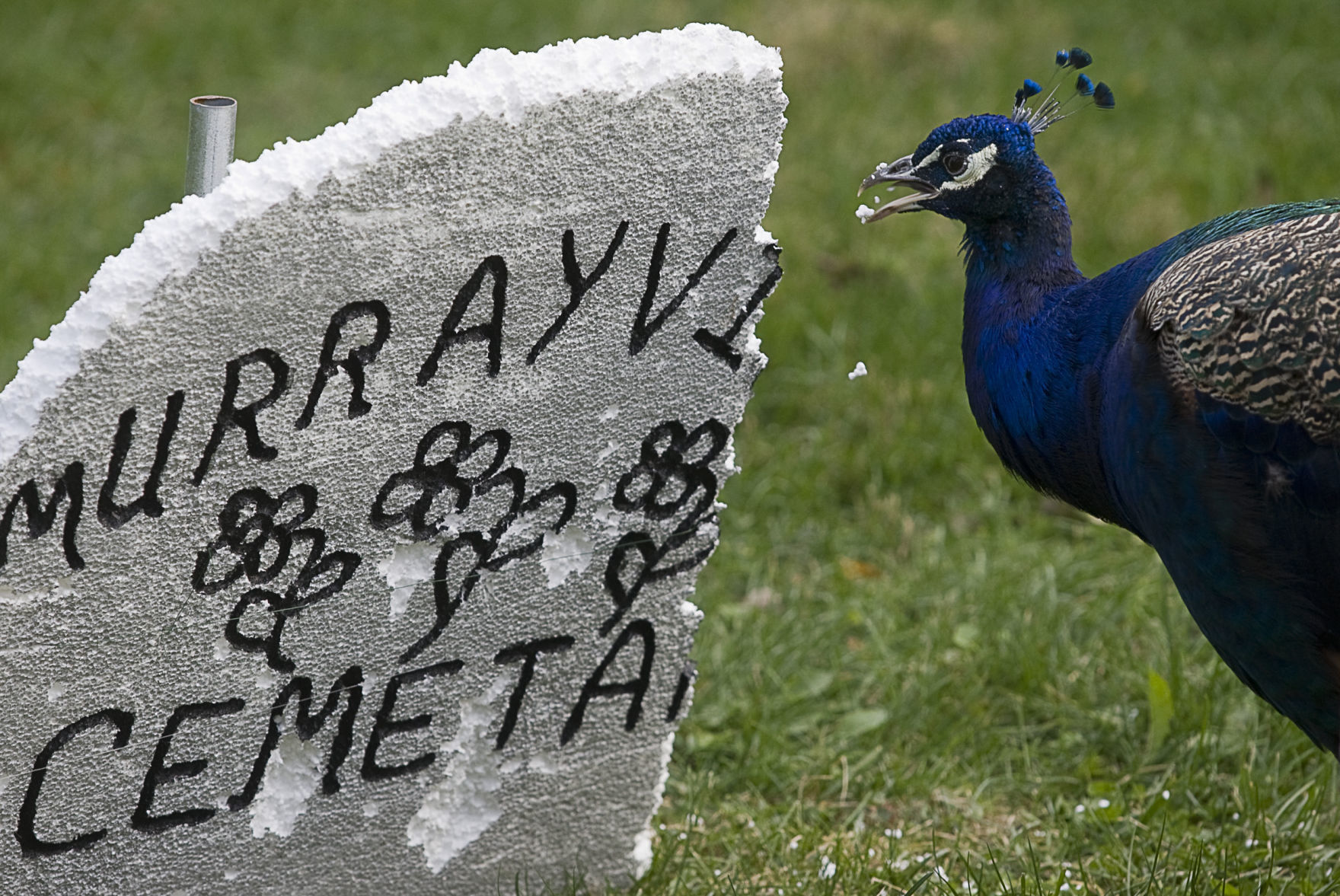 10 boo+peacocks+1026+lsm.JPG